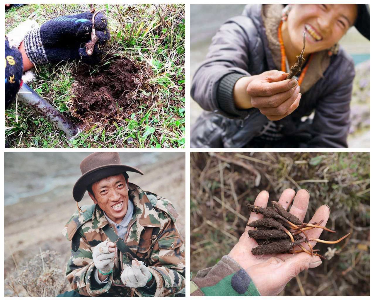 源自西藏那曲冬虫夏草,藏民直供!朋友圈直播